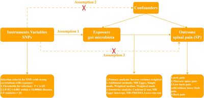 Genetically predicted causal effects of gut microbiota on spinal pain: a two-sample Mendelian randomization analysis